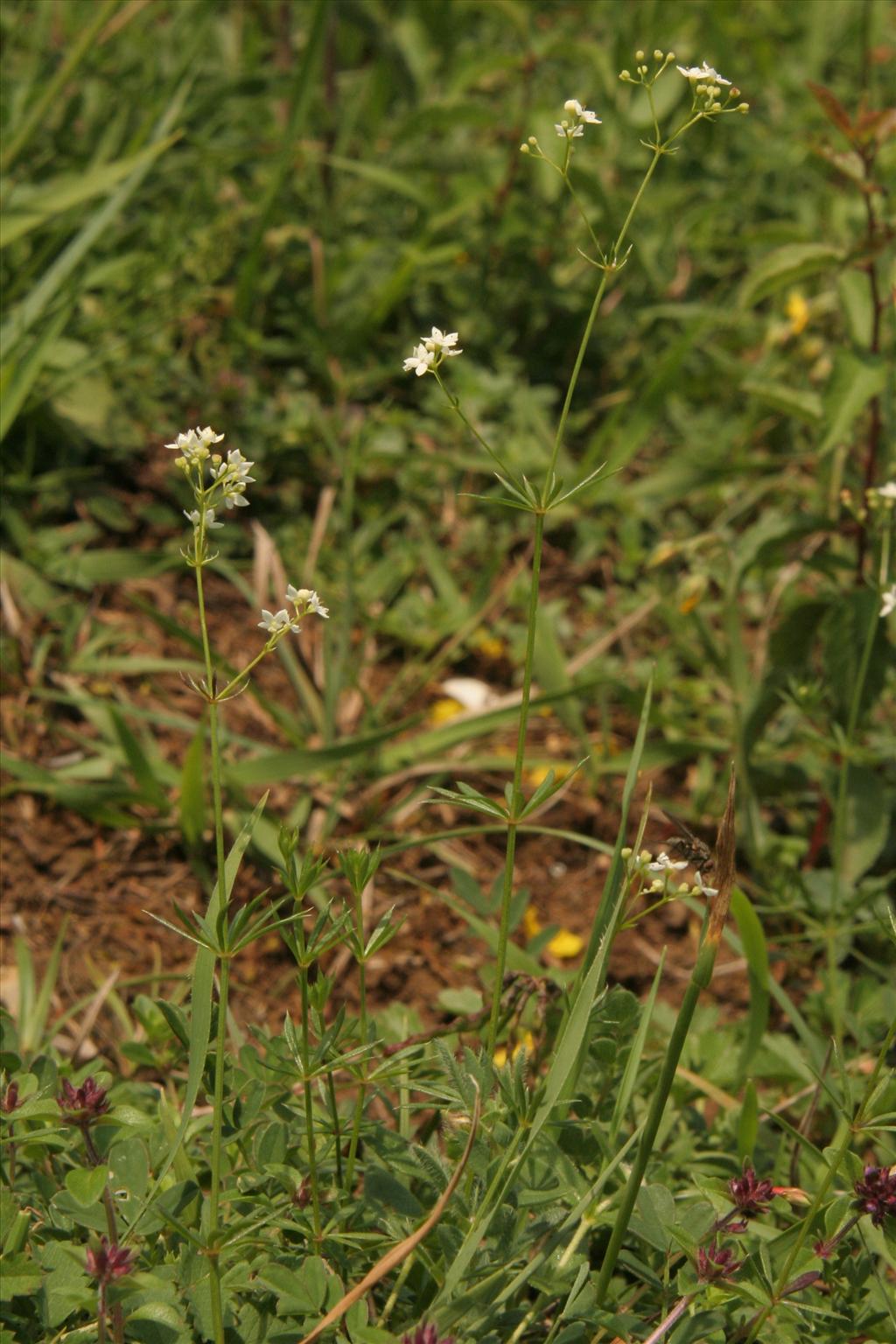 Galium pumilum (door Willem Braam)