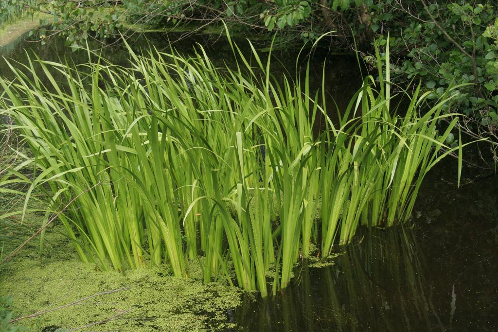 Acorus calamus (door Willem Braam)