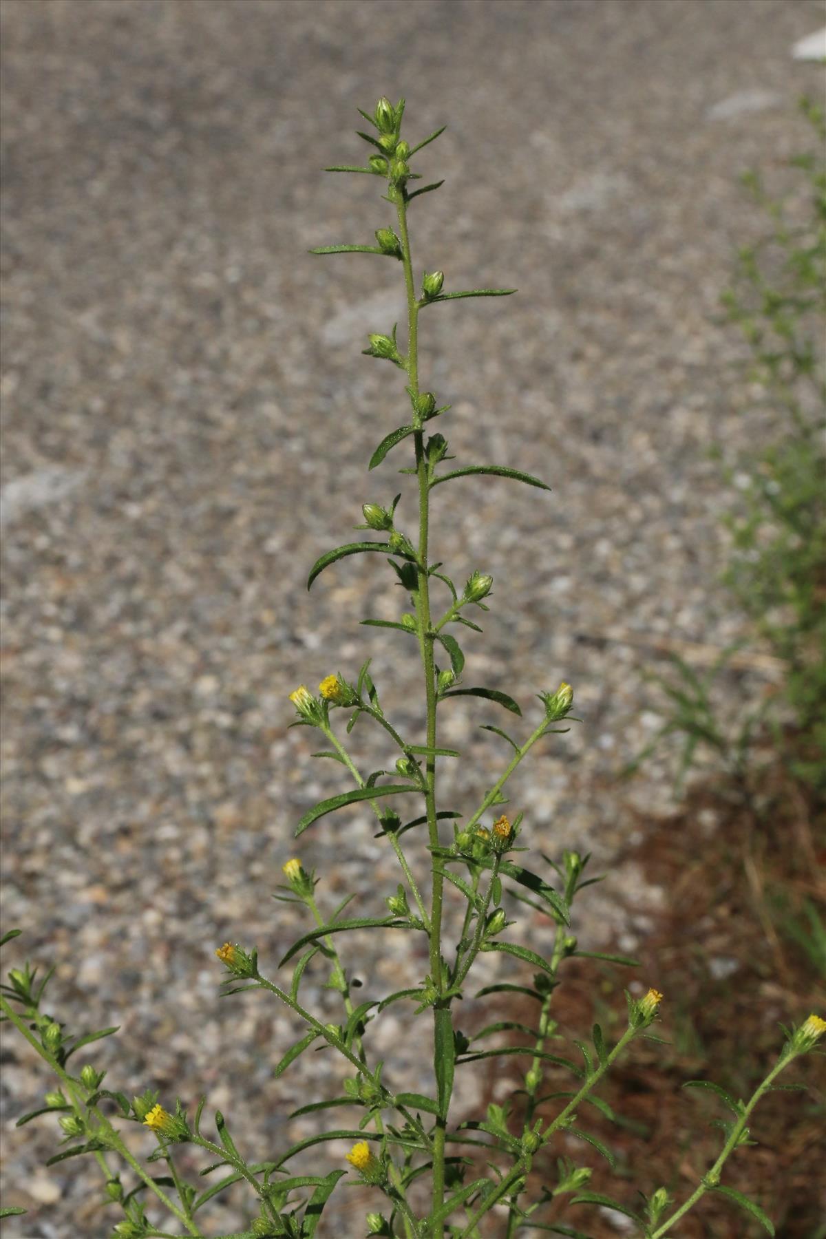 Dittrichia graveolens (door Willem Braam)