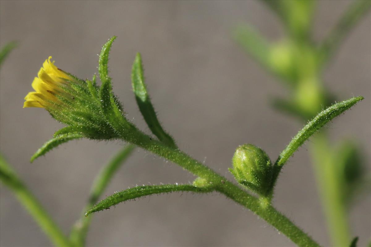 Dittrichia graveolens (door Willem Braam)