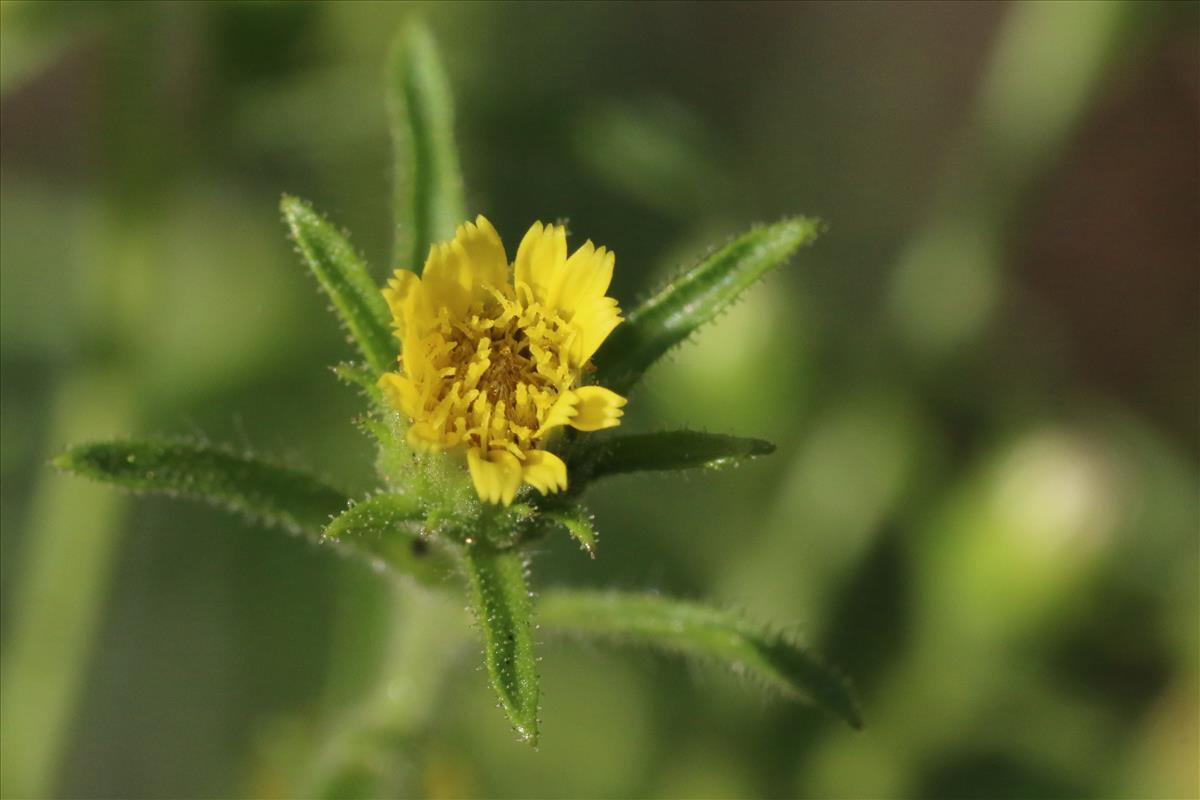 Dittrichia graveolens (door Willem Braam)