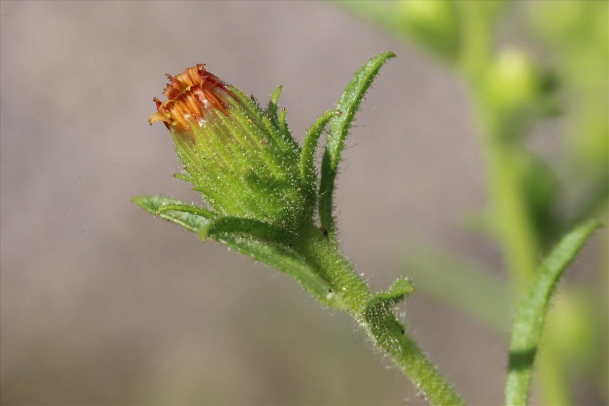 Dittrichia graveolens (door Willem Braam)