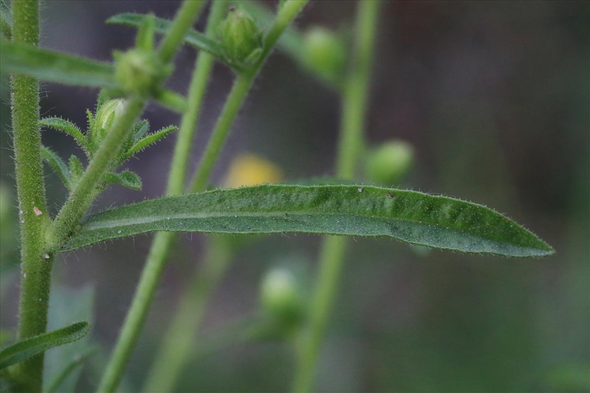 Dittrichia graveolens (door Willem Braam)