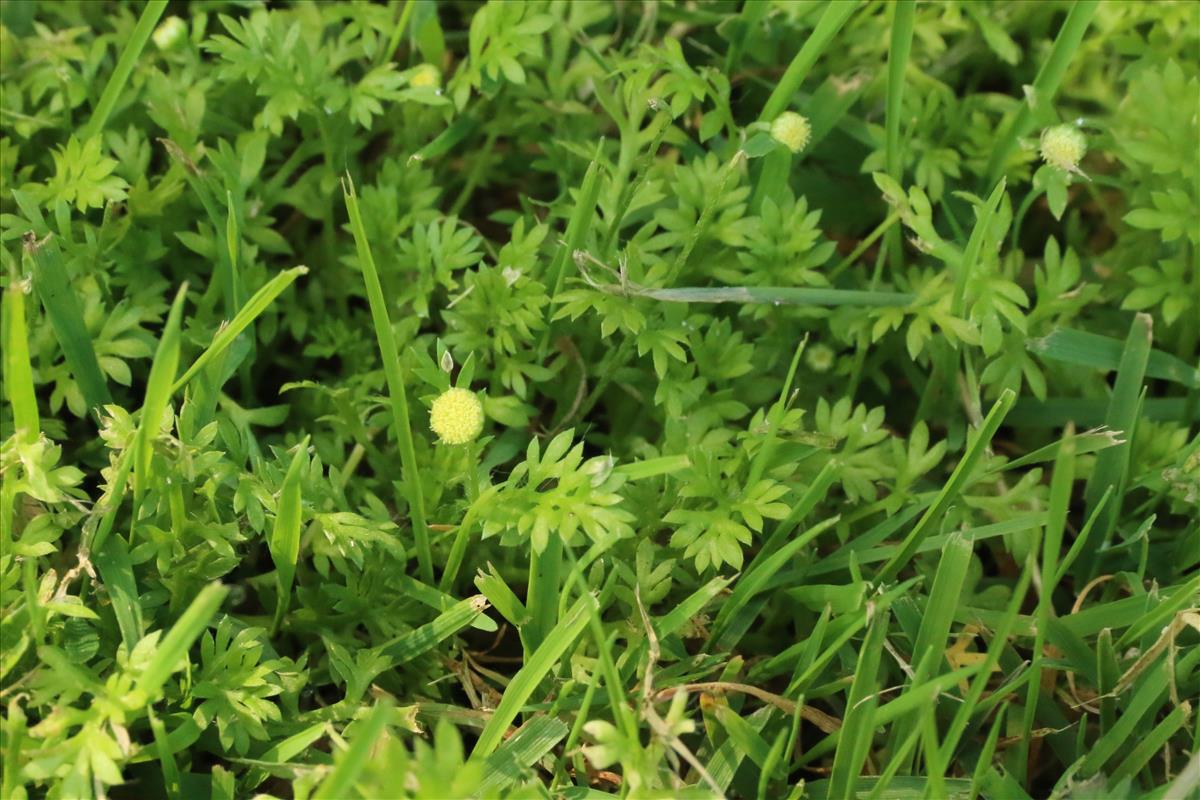 Cotula australis (door Willem Braam)