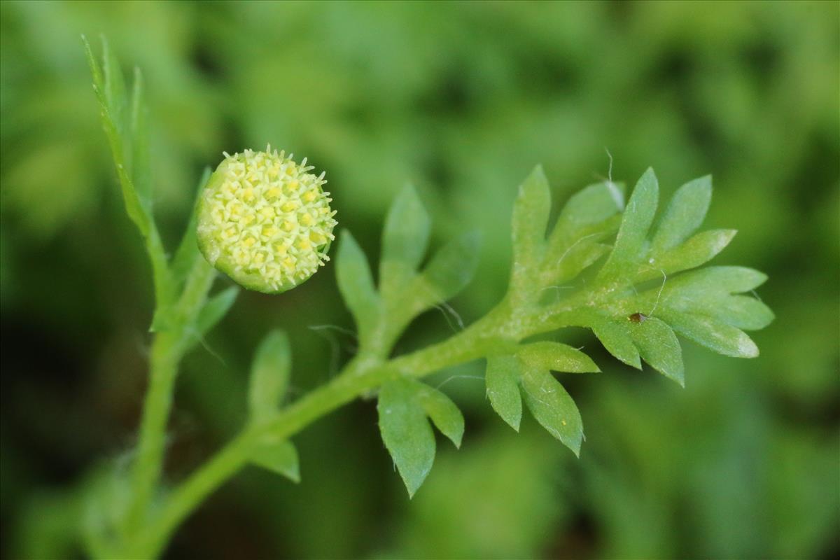 Cotula australis (door Willem Braam)