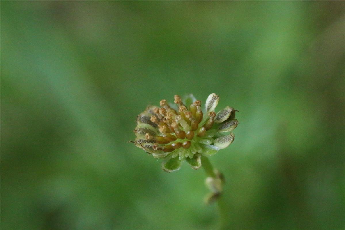 Cotula australis (door Willem Braam)