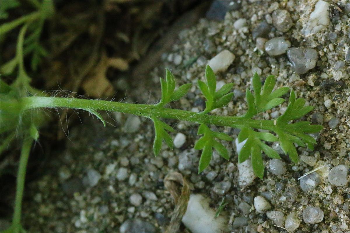 Cotula australis (door Willem Braam)