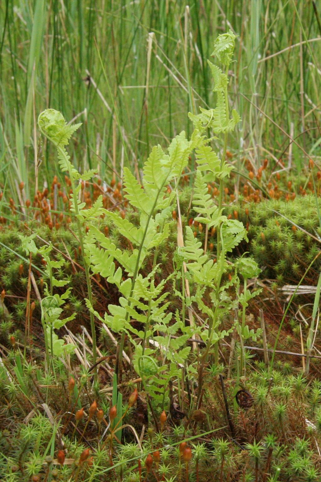 Dryopteris cristata (door Willem Braam)