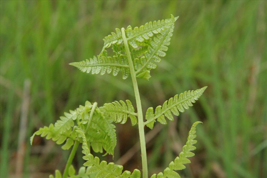 Dryopteris cristata (door Willem Braam)