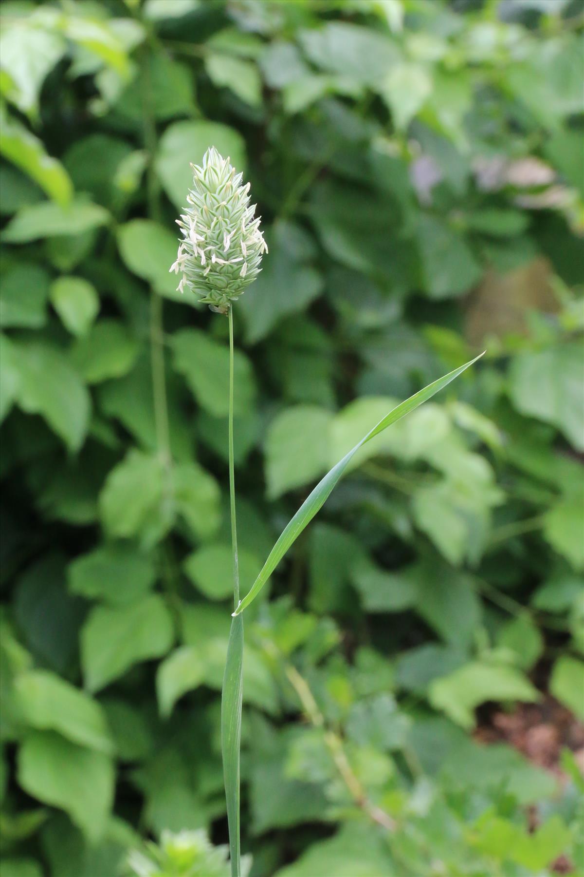 Phalaris canariensis (door Willem Braam)