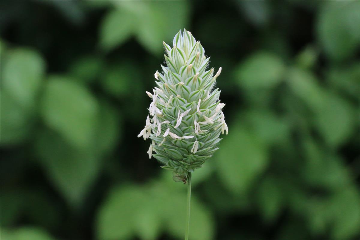 Phalaris canariensis (door Willem Braam)