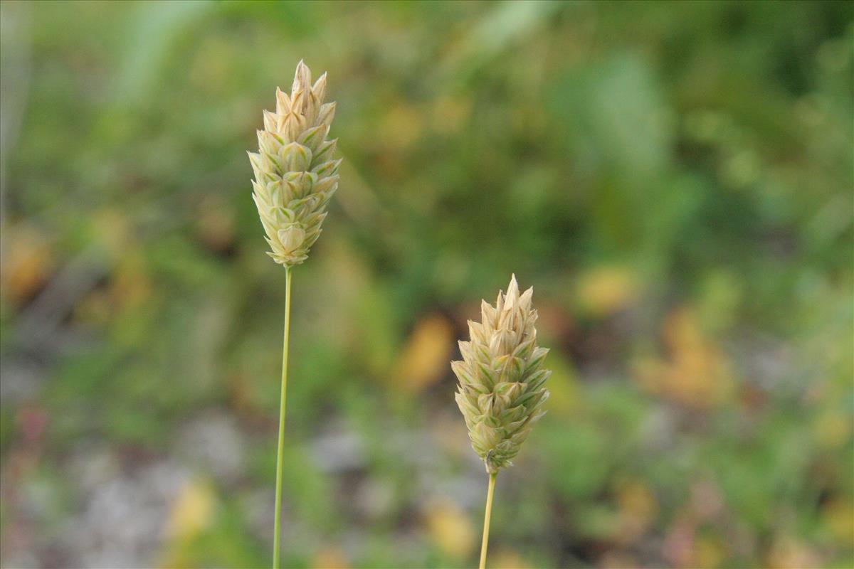 Phalaris canariensis (door Willem Braam)