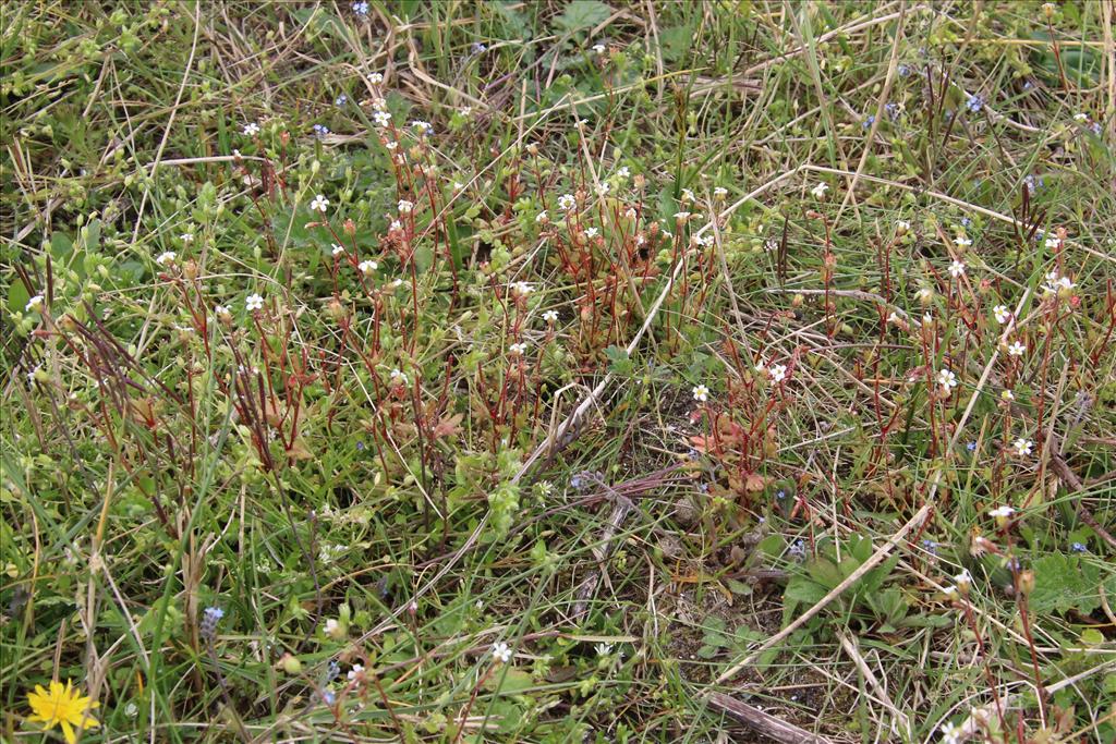 Saxifraga tridactylites (door Willem Braam)