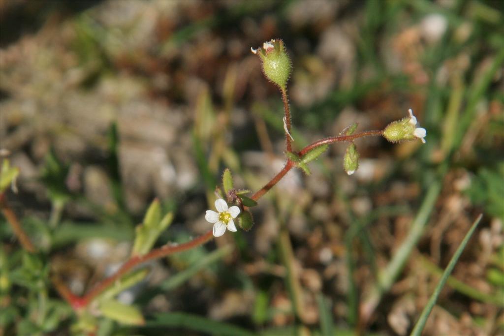 Saxifraga tridactylites (door Willem Braam)