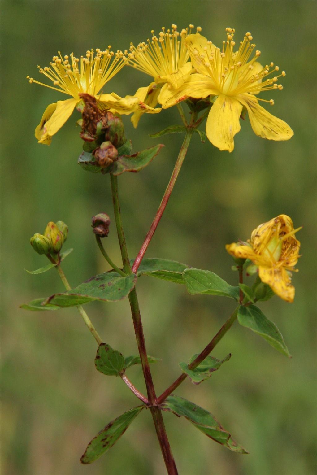 Hypericum maculatum subsp. obtusiusculum (door Willem Braam)