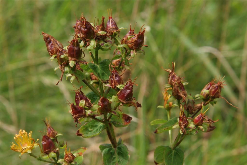 Hypericum maculatum subsp. obtusiusculum (door Willem Braam)