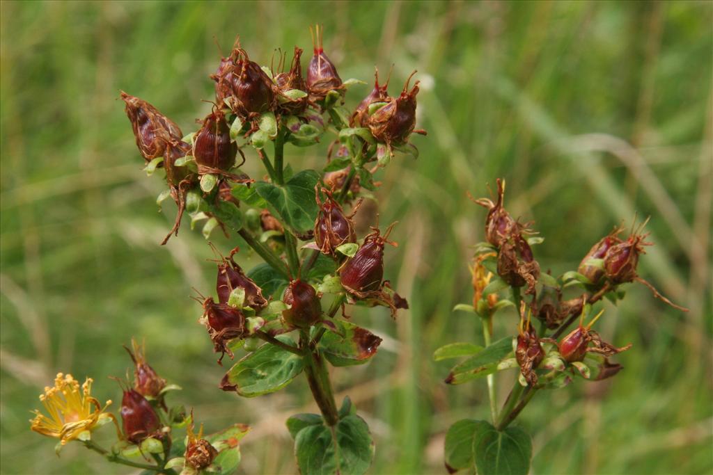 Hypericum maculatum subsp. obtusiusculum (door Willem Braam)