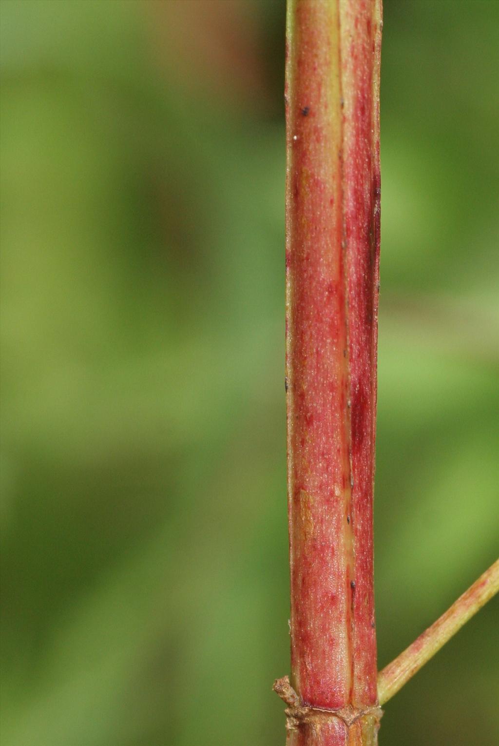 Hypericum maculatum subsp. obtusiusculum (door Willem Braam)
