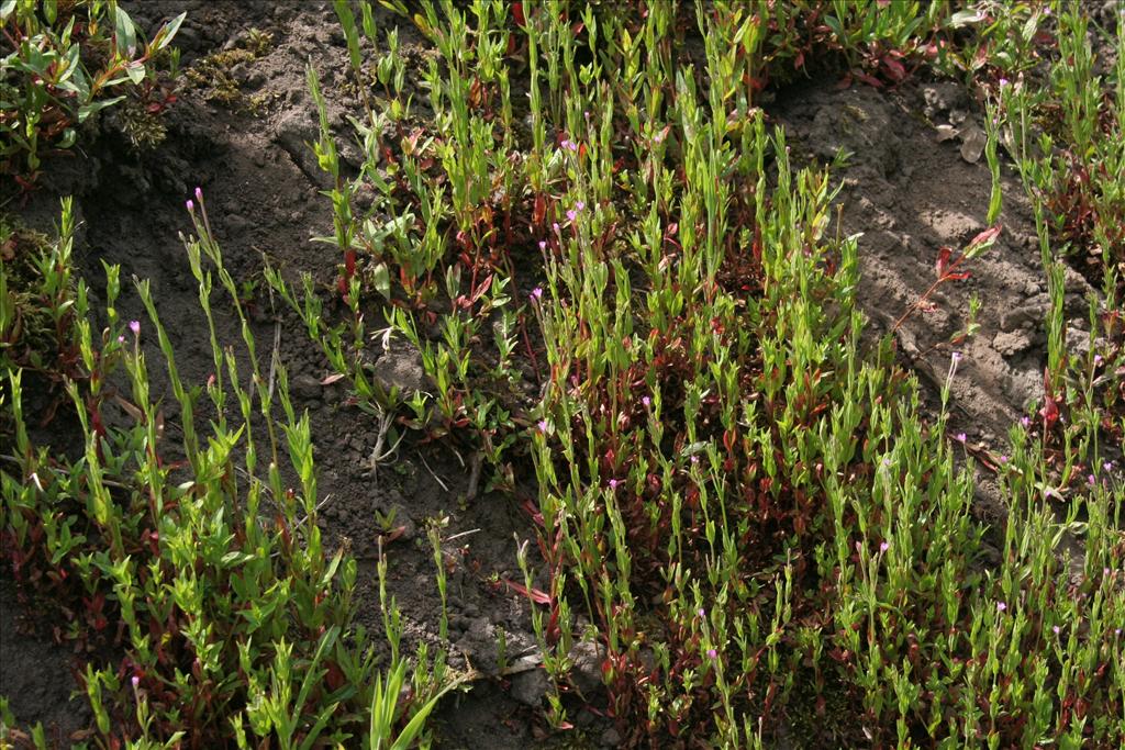 Epilobium tetragonum (door Willem Braam)