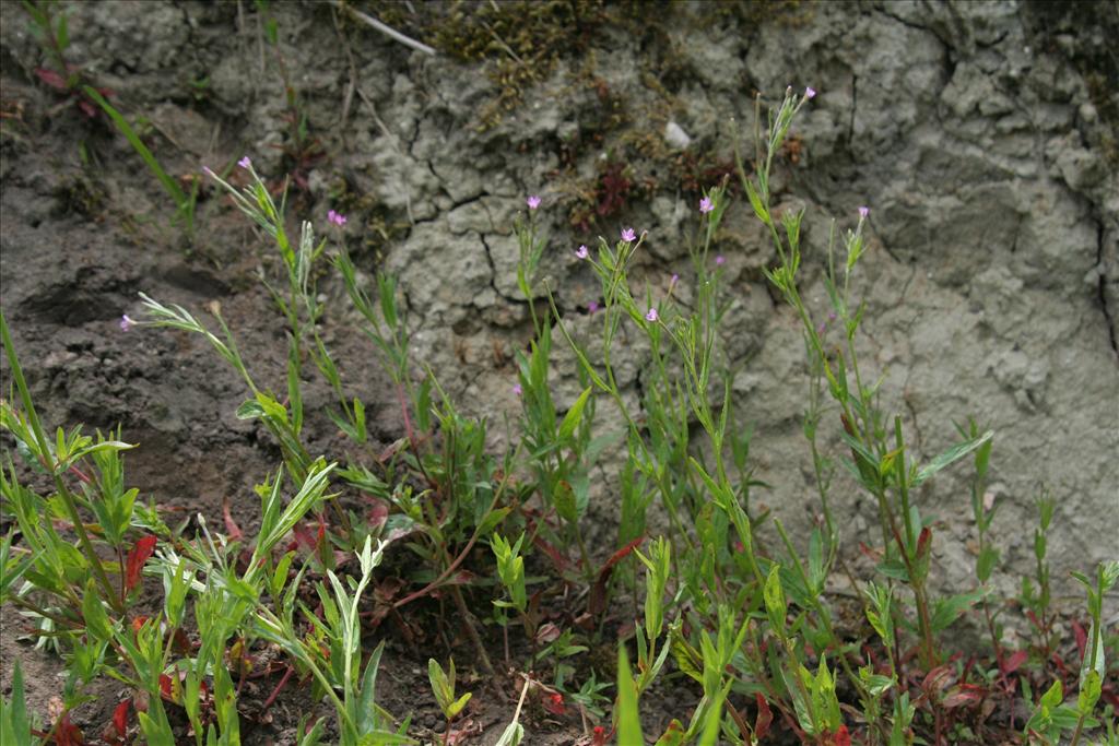 Epilobium tetragonum (door Willem Braam)