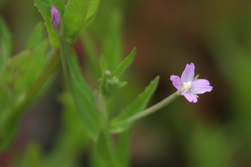 Epilobium tetragonum (door Willem Braam)