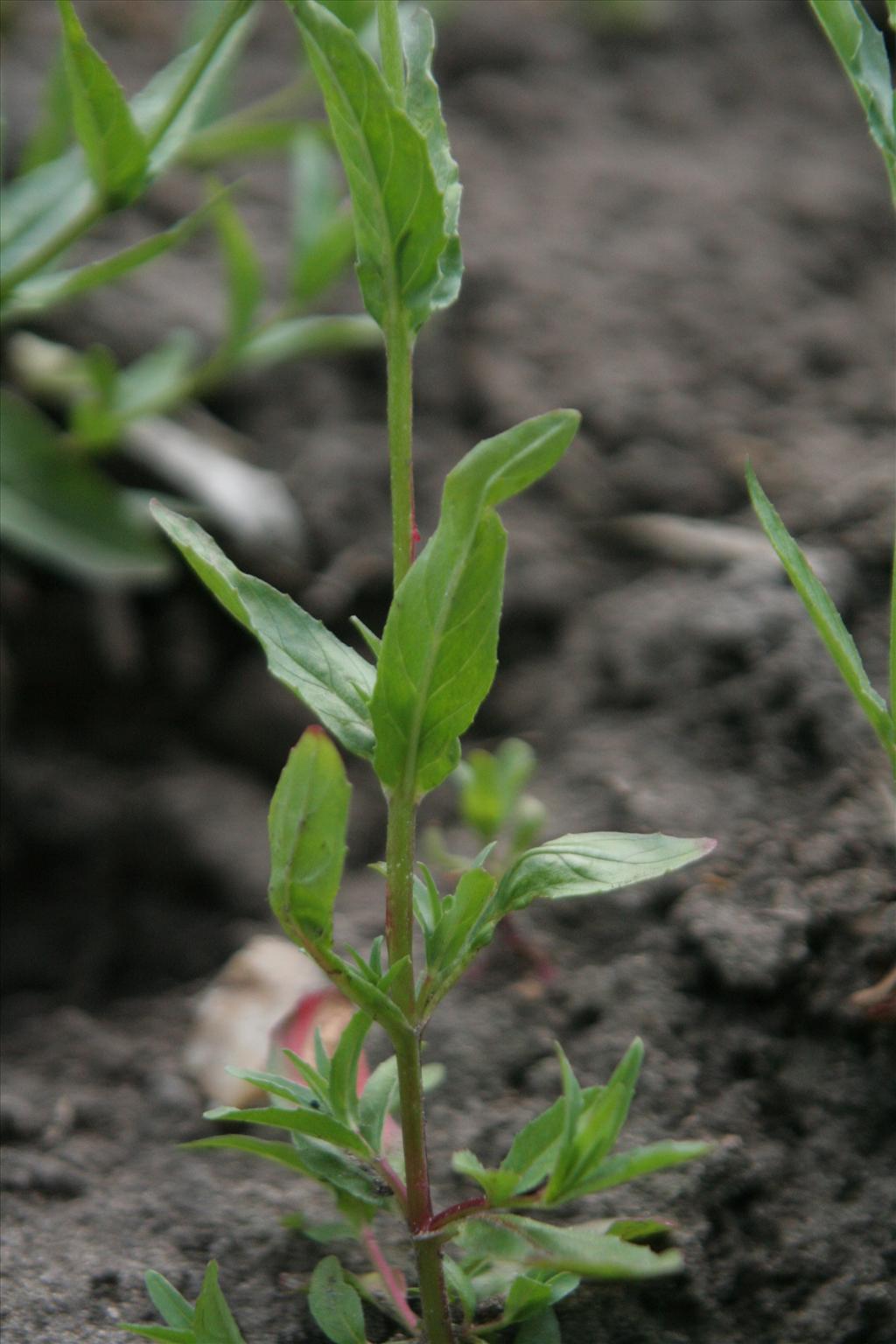 Epilobium tetragonum (door Willem Braam)