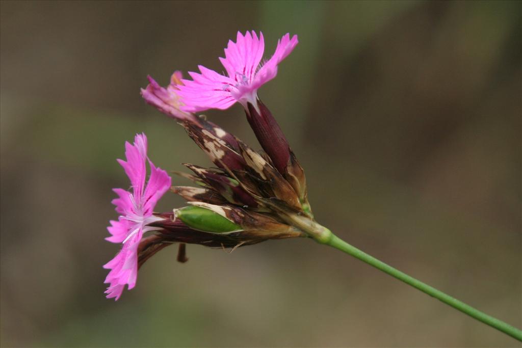 Dianthus carthusianorum (door Willem Braam)