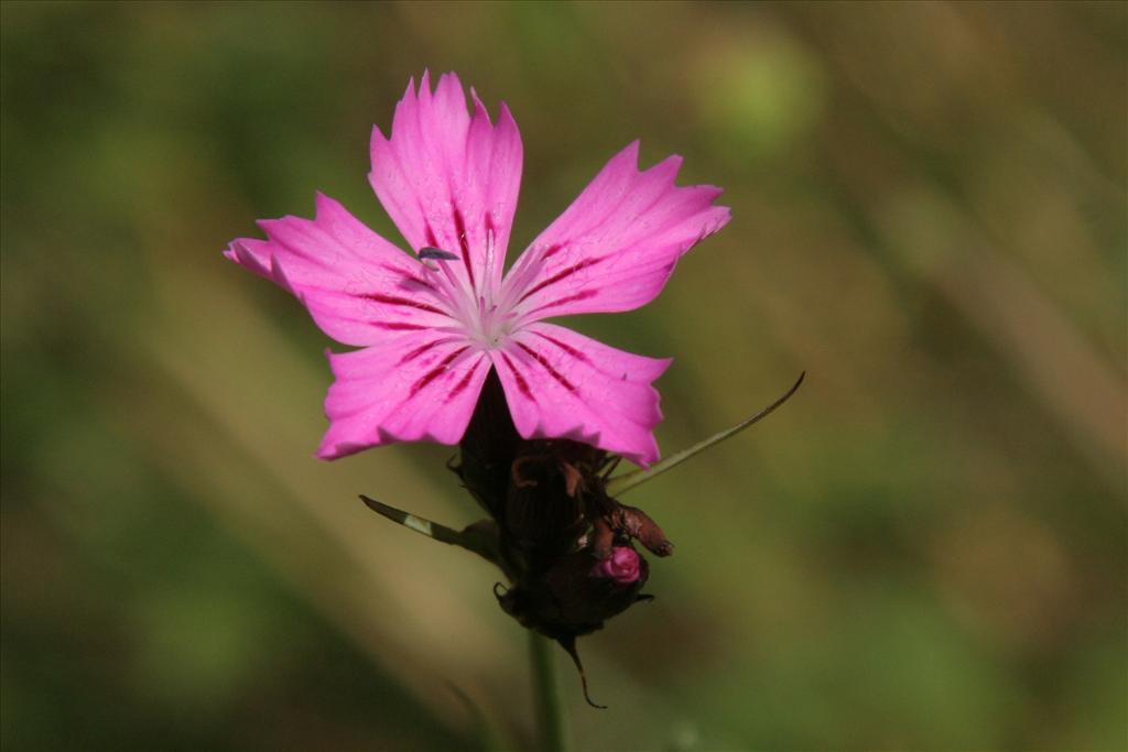 Dianthus carthusianorum (door Willem Braam)