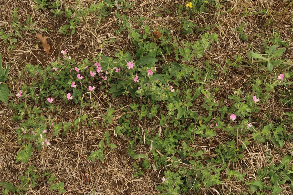 Ononis spinosa subsp. spinosa (door Willem Braam)