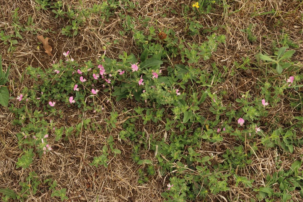 Ononis spinosa subsp. spinosa (door Willem Braam)