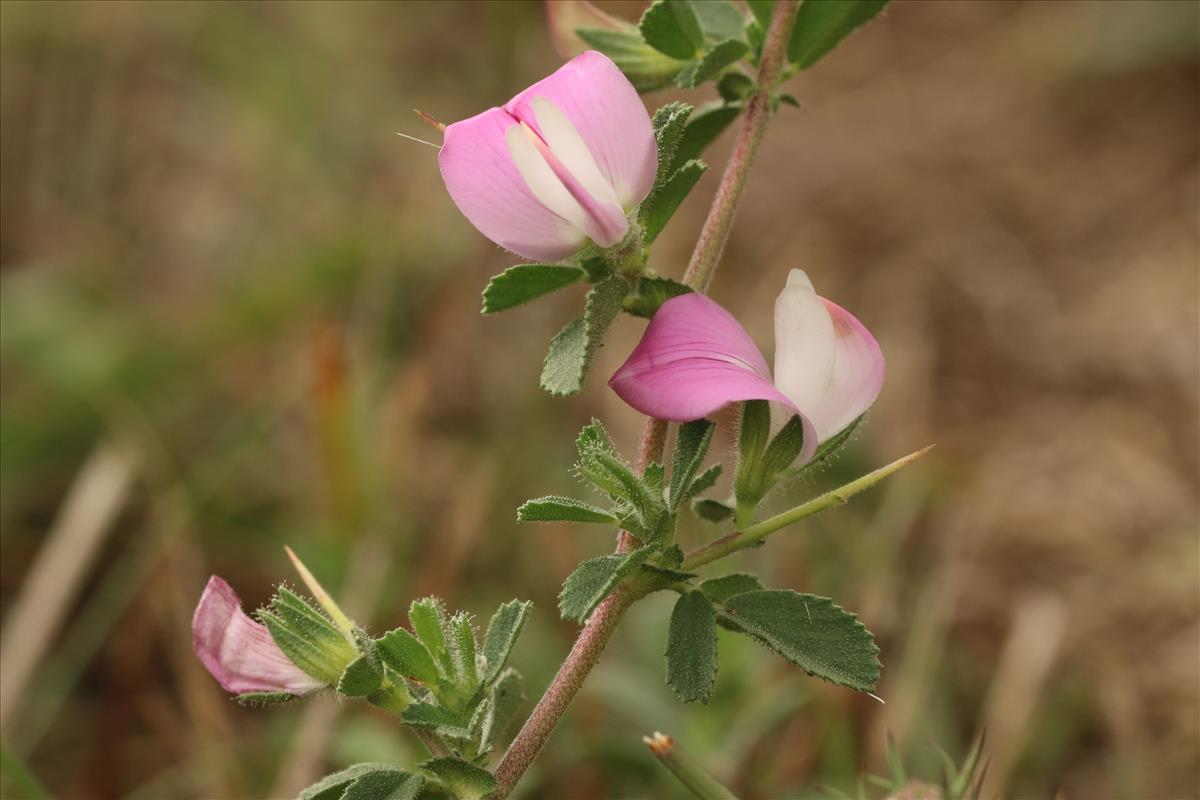 Ononis spinosa subsp. spinosa (door Willem Braam)