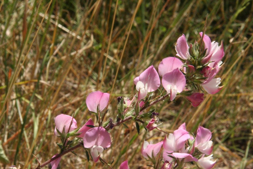 Ononis spinosa subsp. spinosa (door Willem Braam)