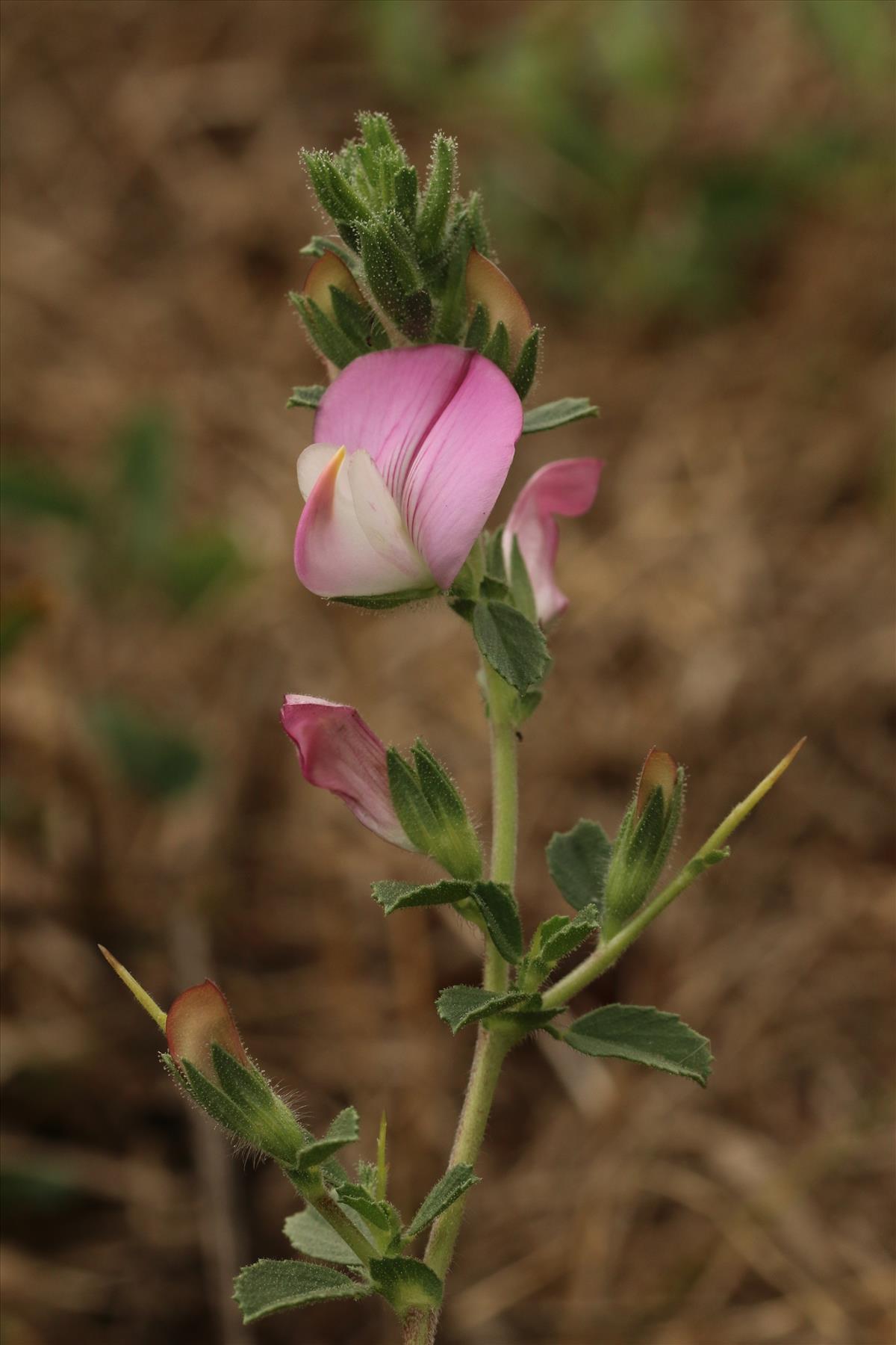 Ononis spinosa subsp. spinosa (door Willem Braam)