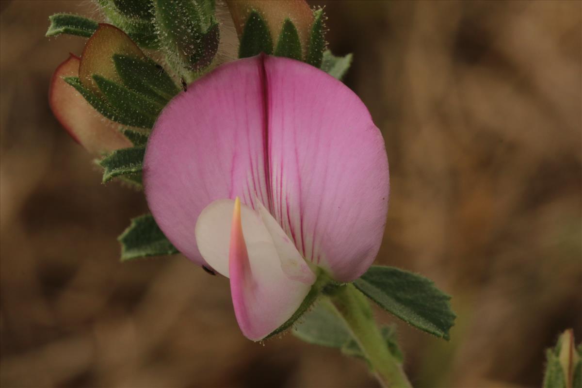 Ononis spinosa subsp. spinosa (door Willem Braam)