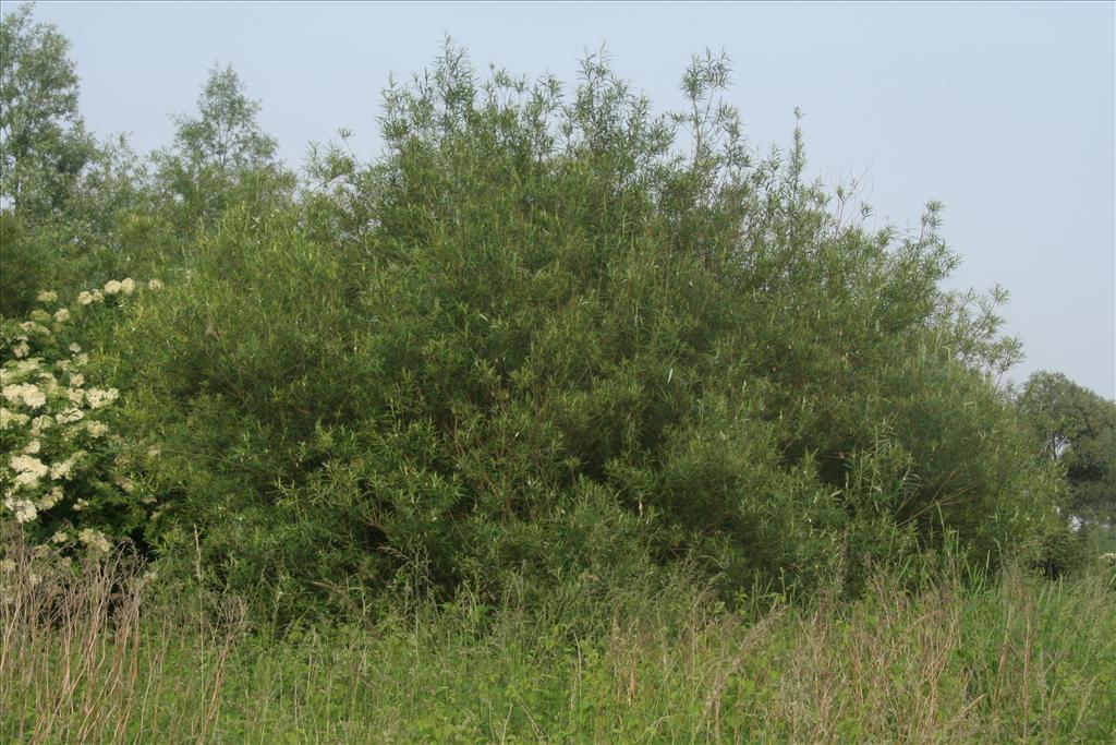 Salix viminalis (door Willem Braam)