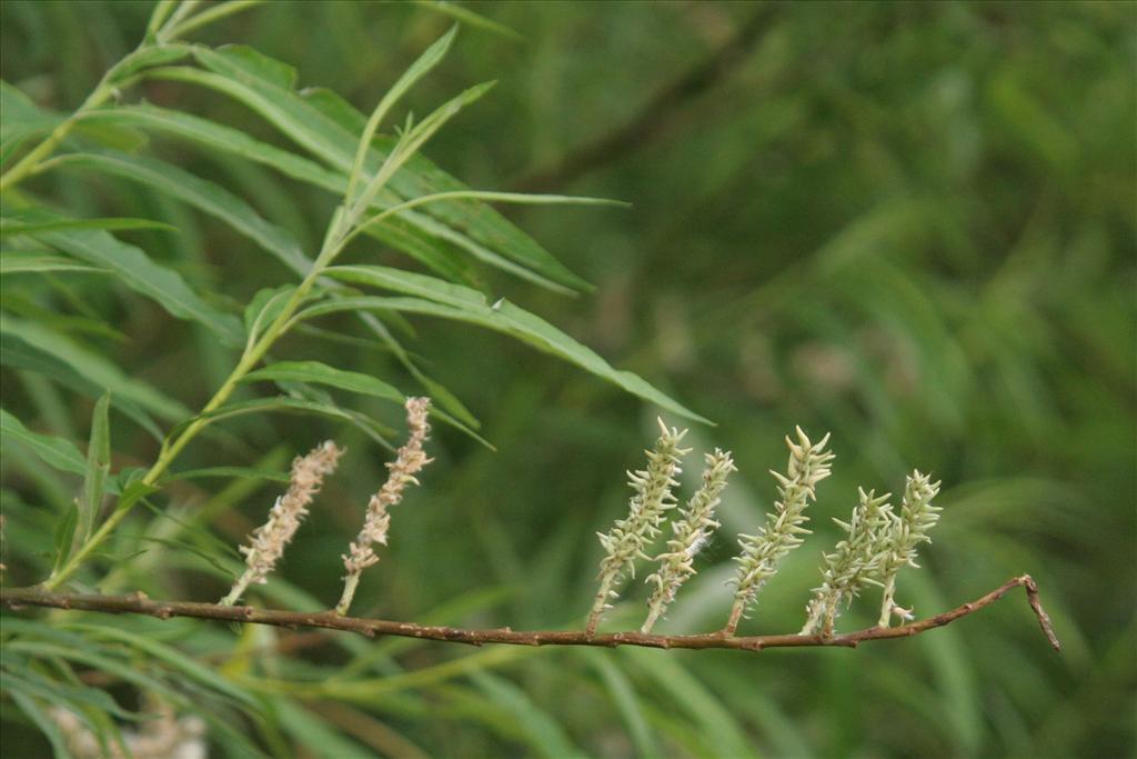 Salix viminalis (door Willem Braam)