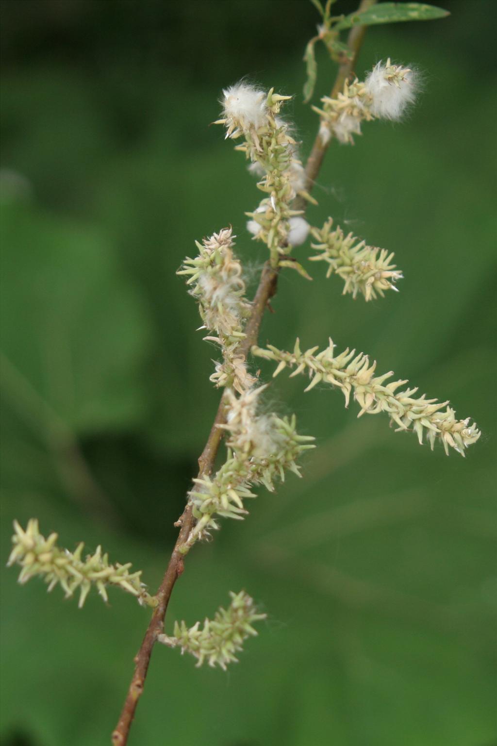 Salix viminalis (door Willem Braam)