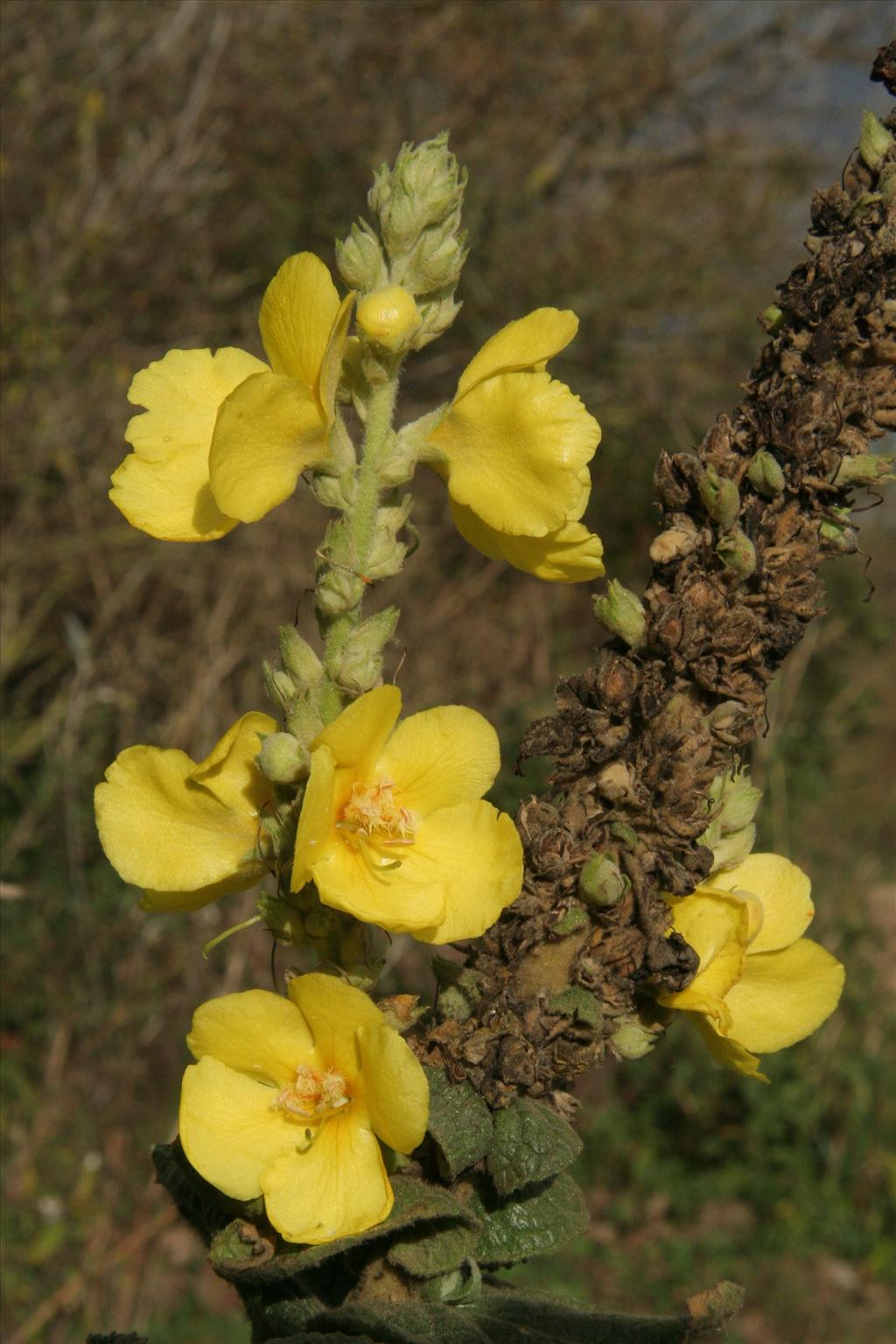 Verbascum phlomoides (door Willem Braam)