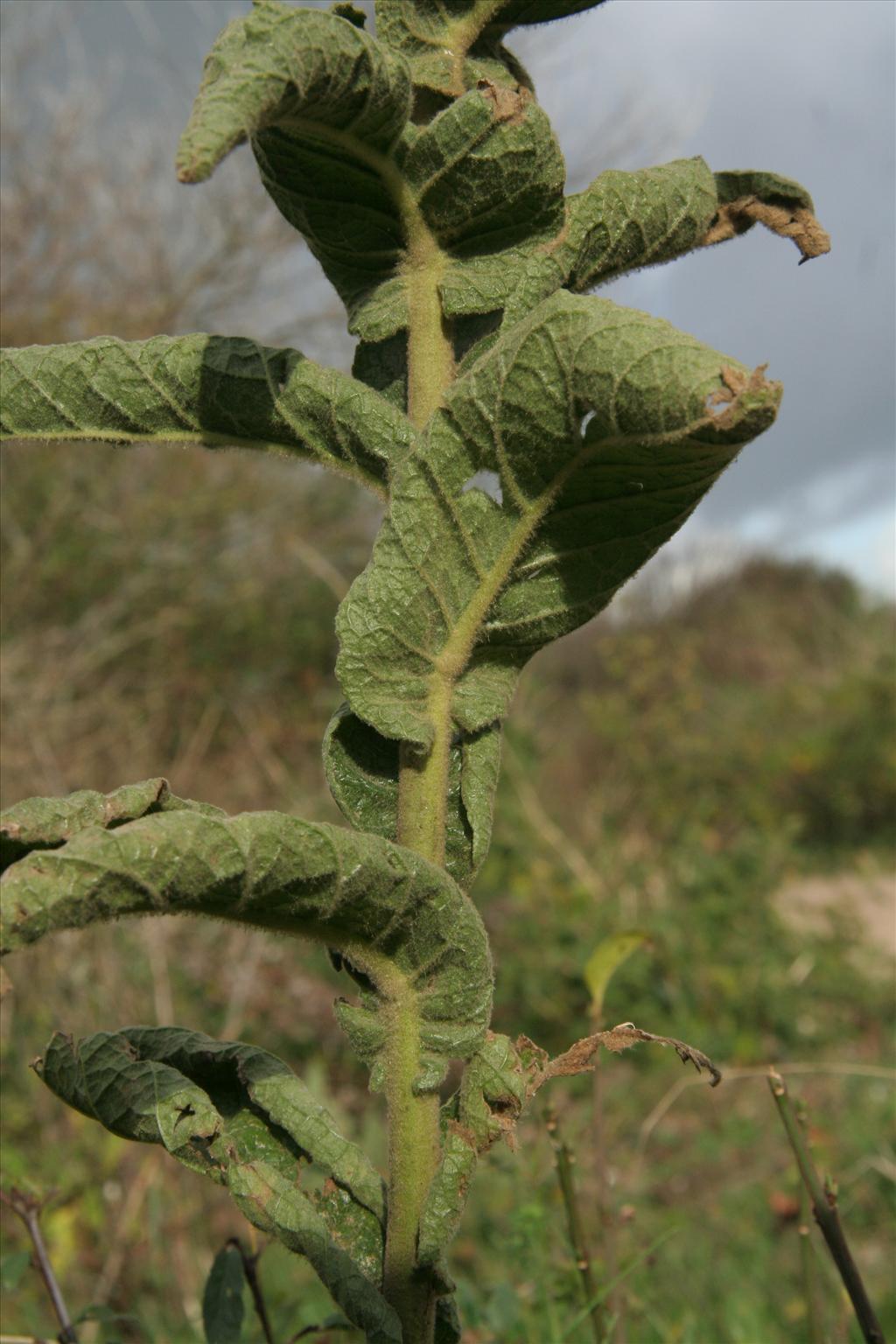 Verbascum phlomoides (door Willem Braam)