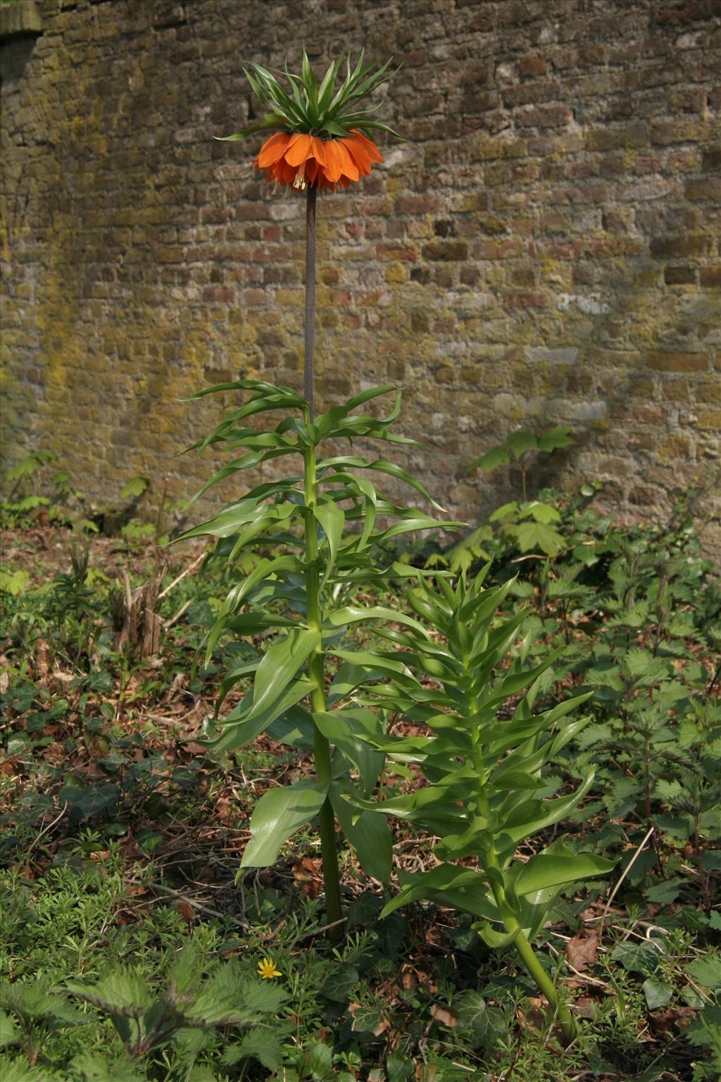 Fritillaria imperialis (door Willem Braam)