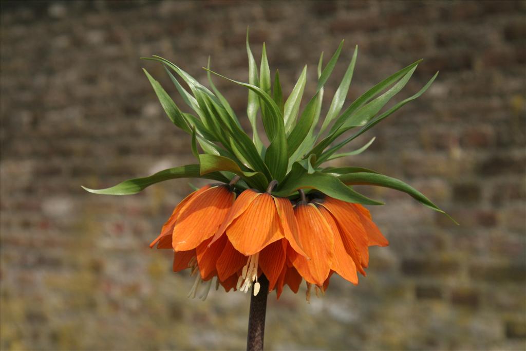 Fritillaria imperialis (door Willem Braam)