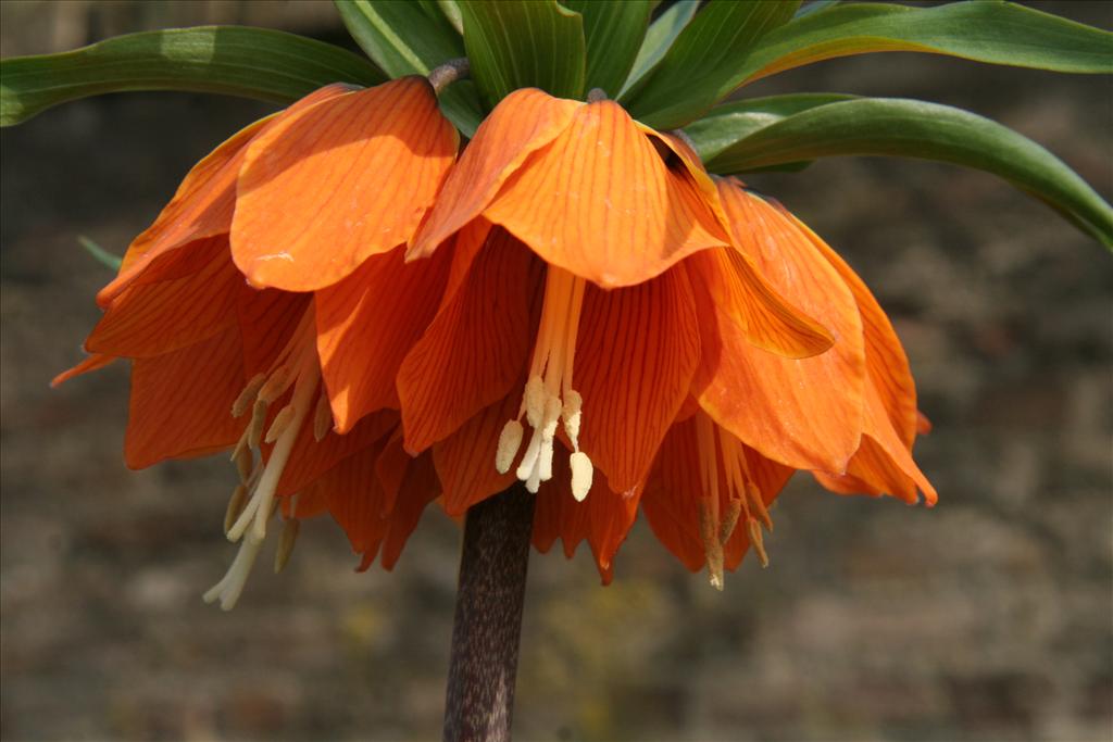 Fritillaria imperialis (door Willem Braam)