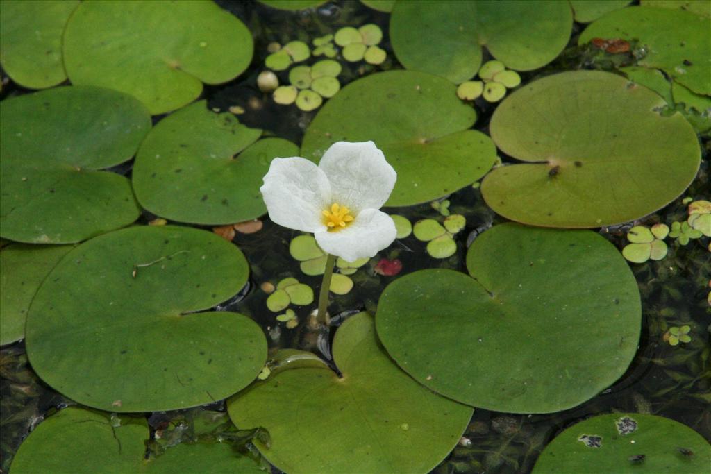 Hydrocharis morsus-ranae (door Willem Braam)