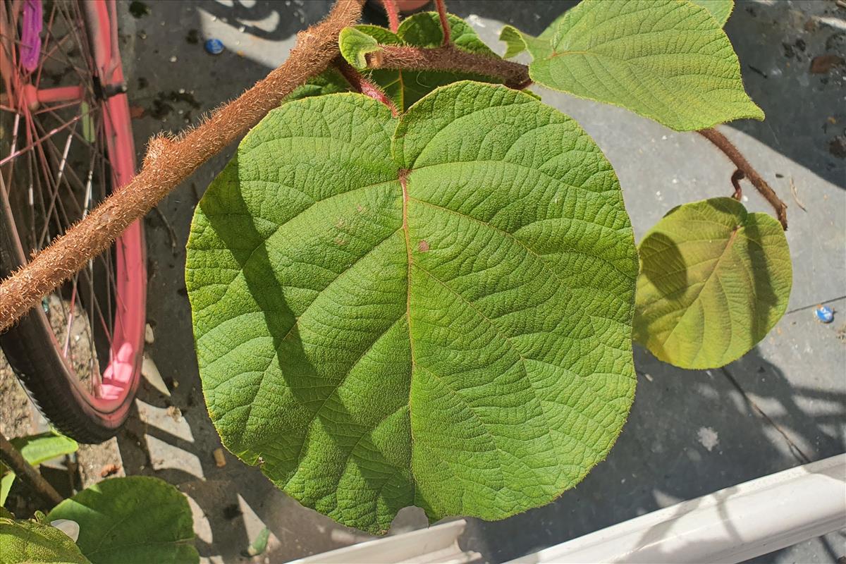 Actinidia deliciosa (door Willem Braam)