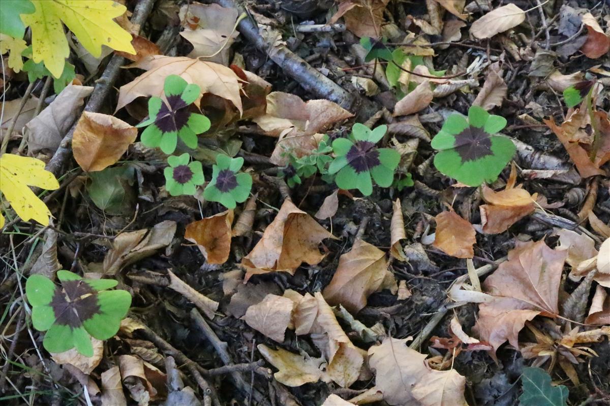 Oxalis tetraphylla (door Willem Braam)