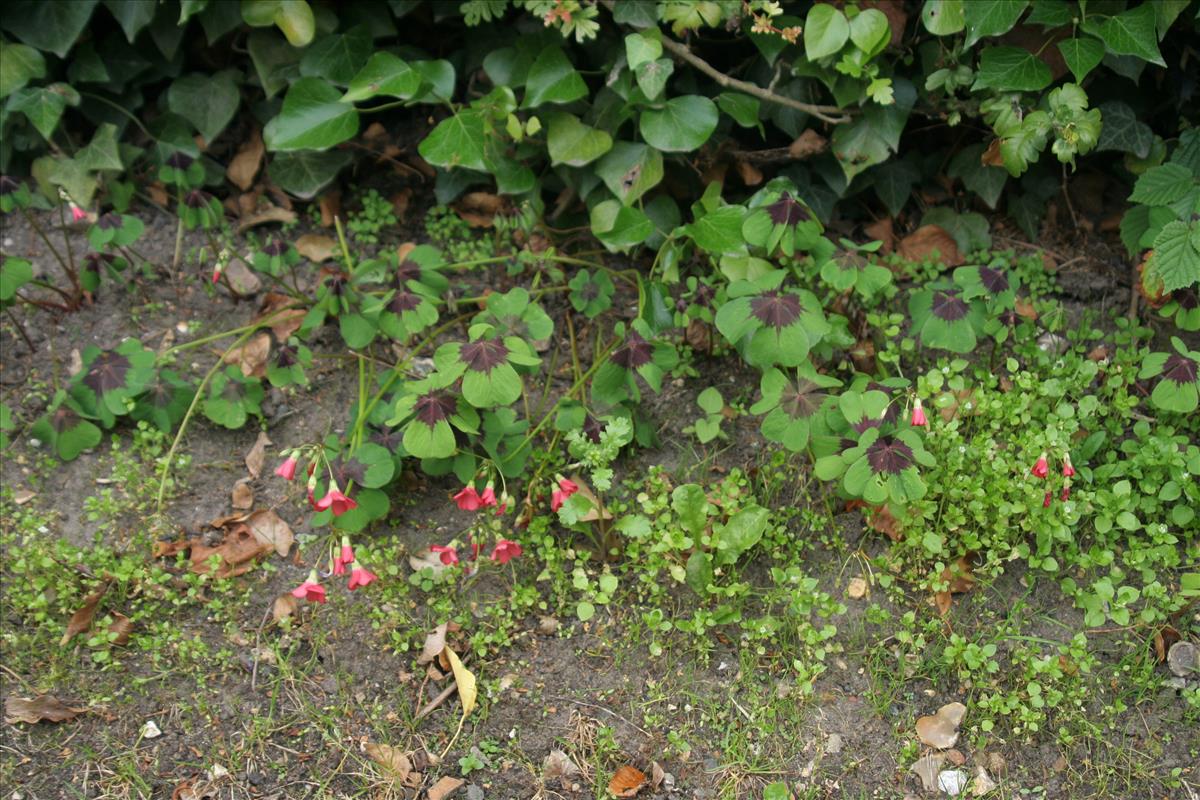 Oxalis tetraphylla (door Willem Braam)