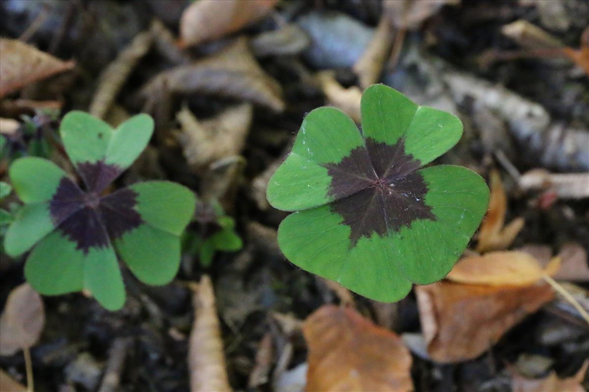 Oxalis tetraphylla (door Willem Braam)