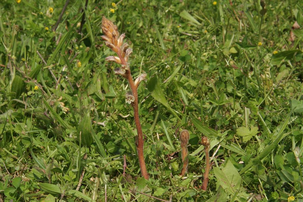 Orobanche minor (door Willem Braam)