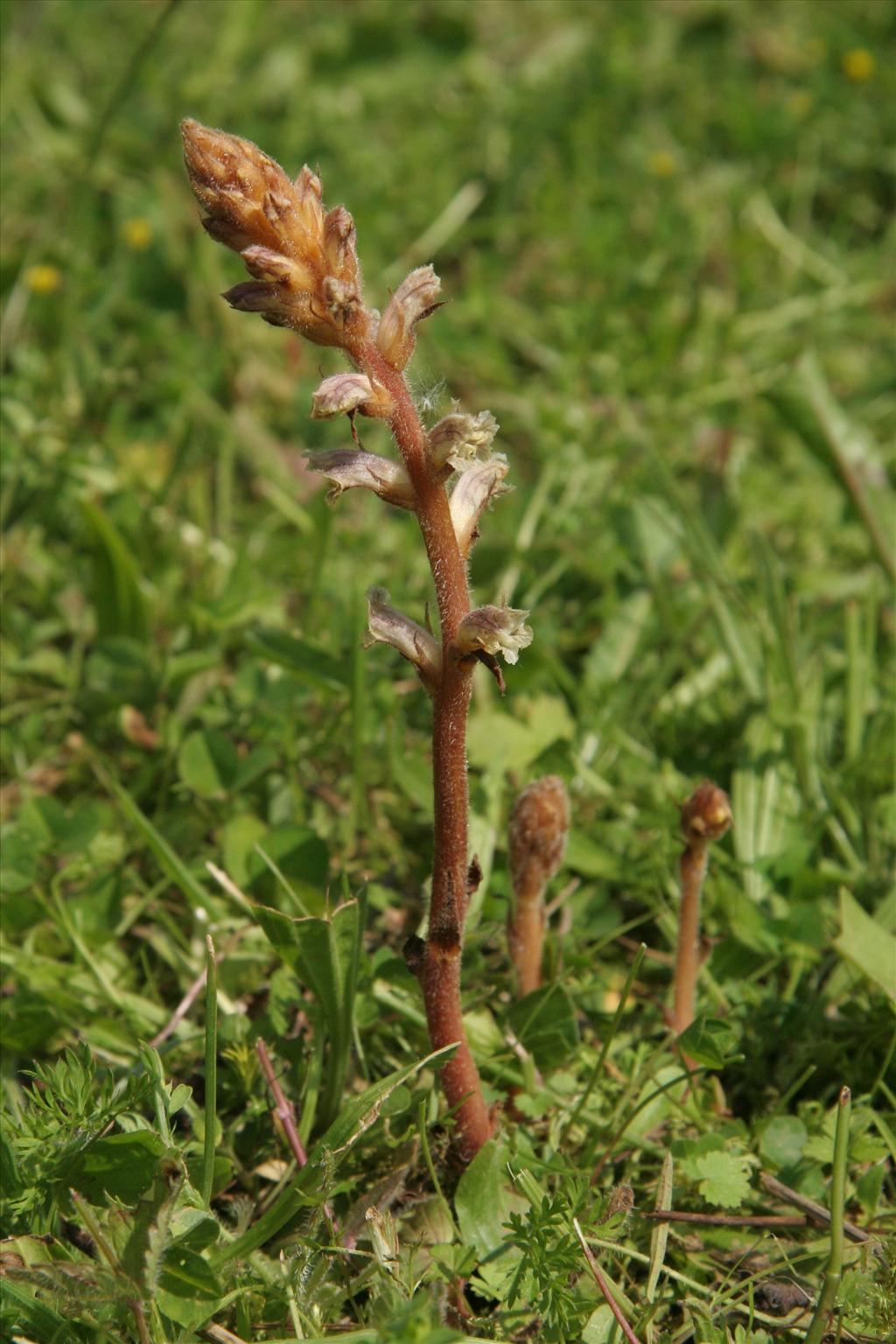 Orobanche minor (door Willem Braam)