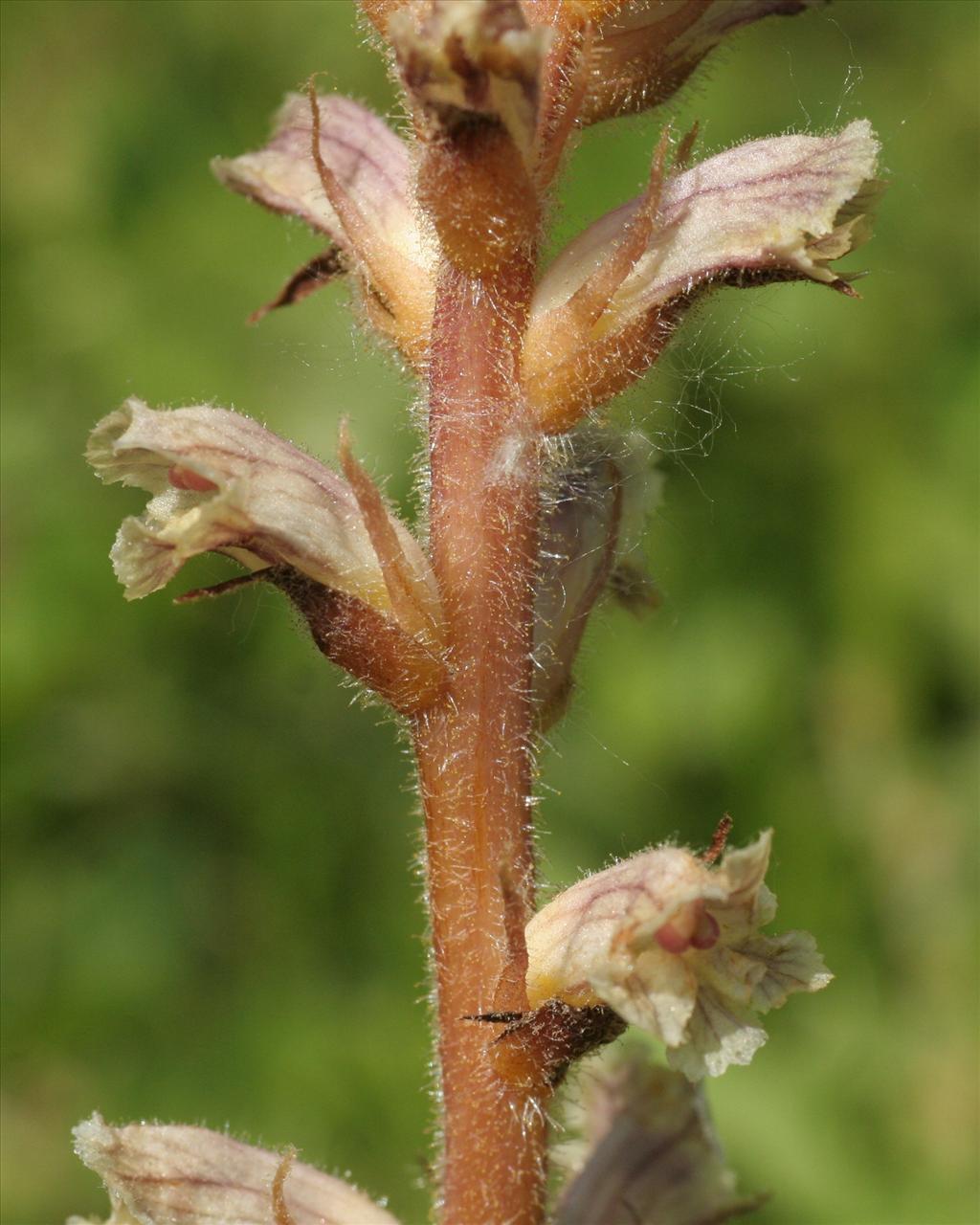 Orobanche minor (door Willem Braam)